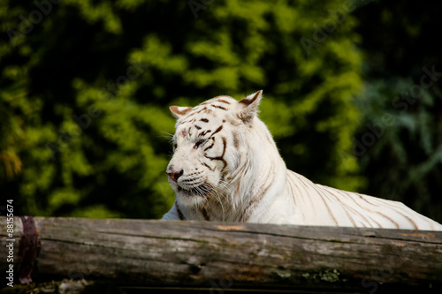 Fototapeta Naklejka Na Ścianę i Meble -  Nahaufnahme von einem weißen Tiger