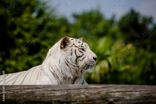 Fototapeta Naklejka Na Ścianę i Meble -  Nahaufnahme von einem weißen Tiger