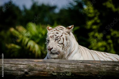 Fototapeta Naklejka Na Ścianę i Meble -  Nahaufnahme von einem weißen Tiger