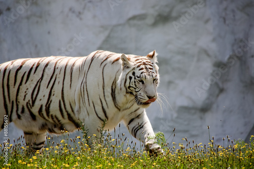 Fototapeta Naklejka Na Ścianę i Meble -  Nahaufnahme von einem weißen Tiger