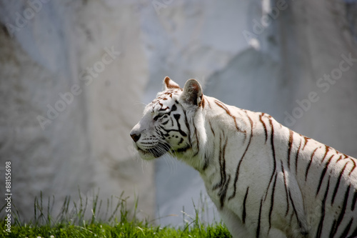 Fototapeta Naklejka Na Ścianę i Meble -  Nahaufnahme von einem weißen Tiger