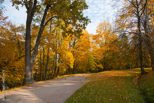 Sun shining through the trees on a path in  golden park 