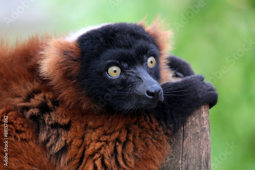 Portrait of a red lemur sitting on a fence