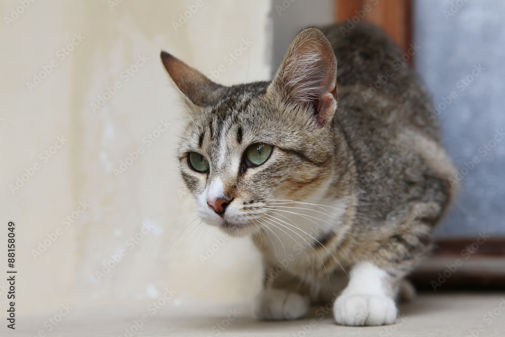 Homeless cat Homeless cat