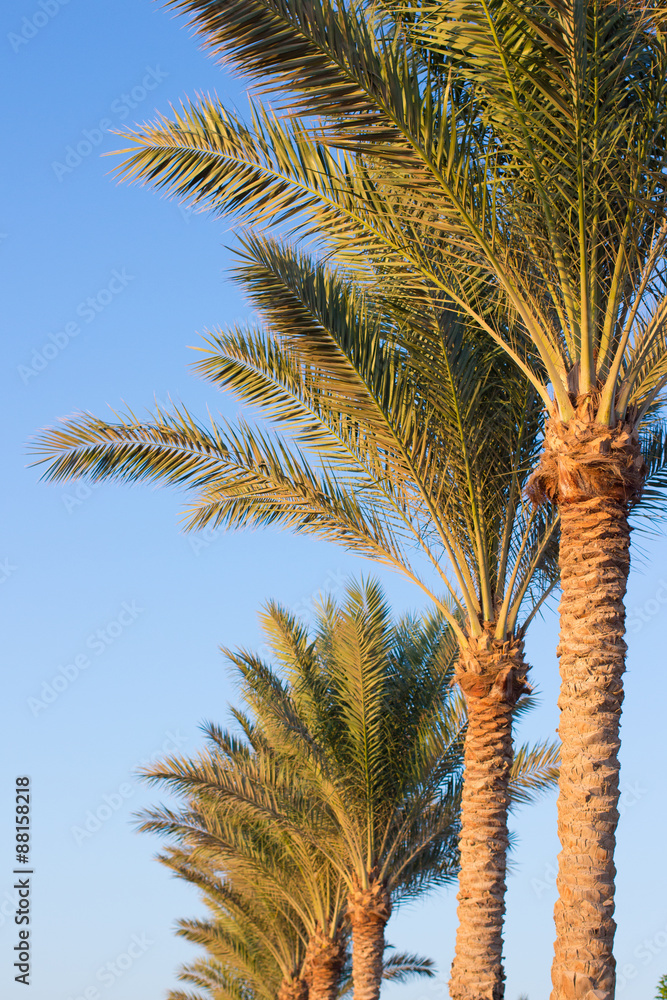 Obraz premium Palm trees