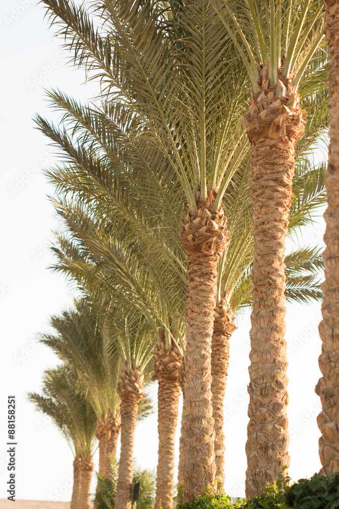 Palm trees Palm trees