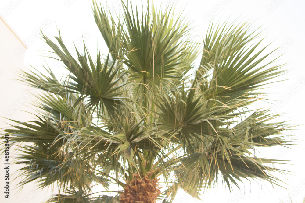 Obraz premium Palm trees