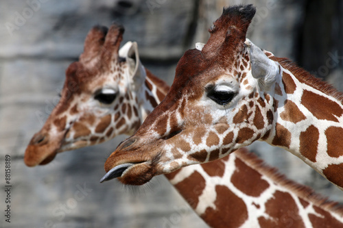 Photography Portrait of giraffes in front of a rocky background