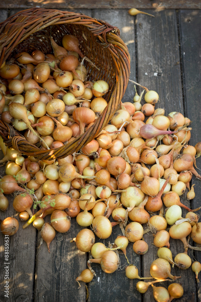 Freshly harvested onions spilling on an old wooden table top, ne - obrazy, fototapety, plakaty 