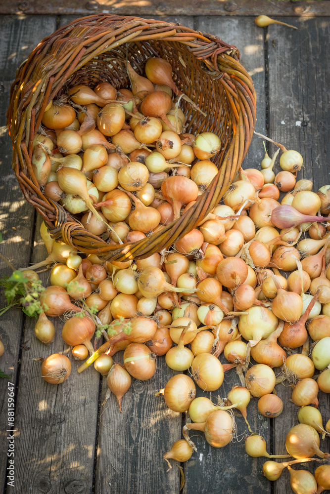 Freshly harvested onions spilling on an old wooden table top, ne Freshly harvested onions spilling on an old wooden table top, ne