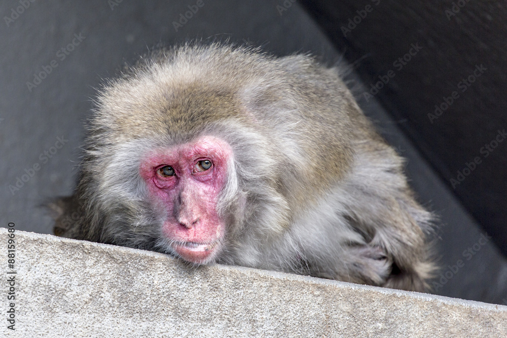 Obraz premium Japanese macaque