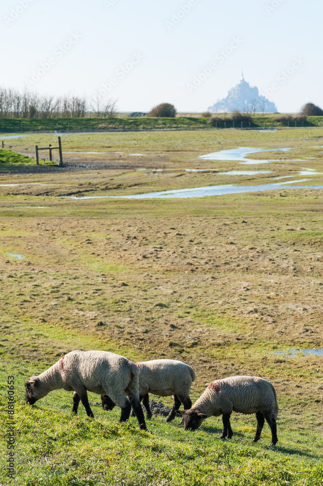 Fototapeta premium Sheeps in the grass at the Mont Saint Michel bay.