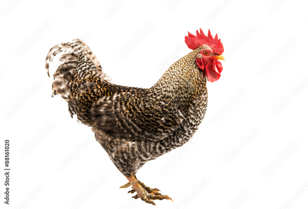 Fototapeta premium rooster