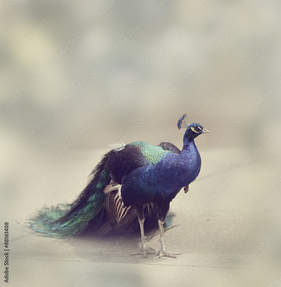 Obraz premium Beautiful Peacock