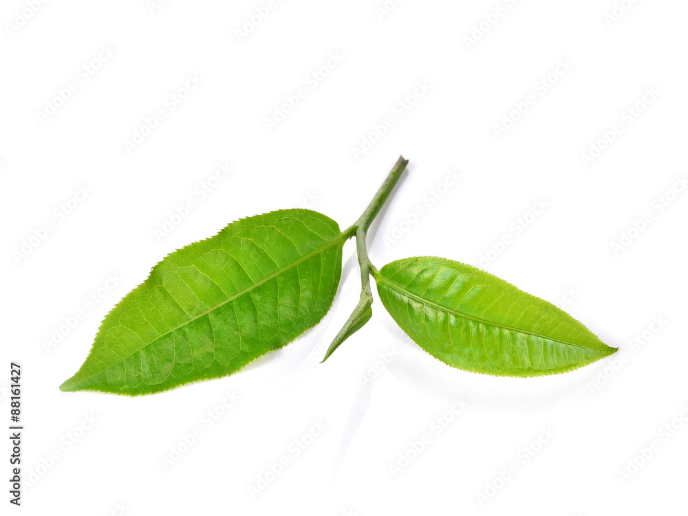 Obraz premium Green tea leaf isolated on white background