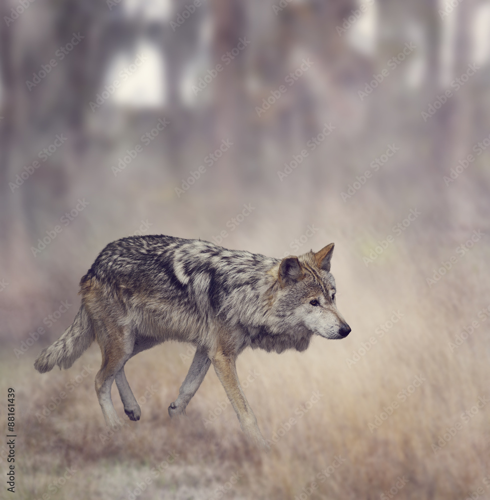 Obraz premium Grey Wolf (Canis lupus)