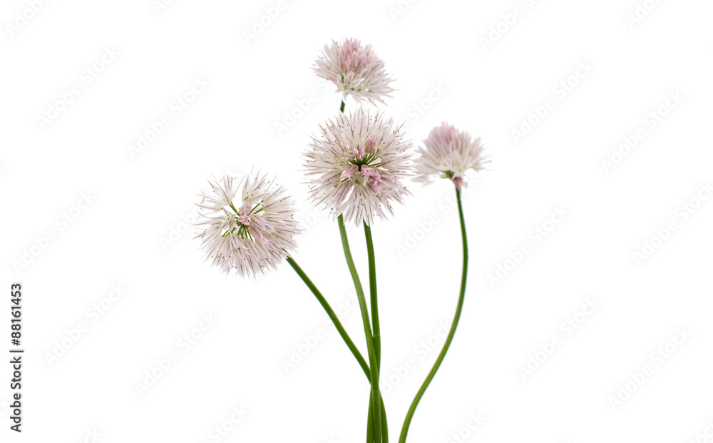flowers flowers
