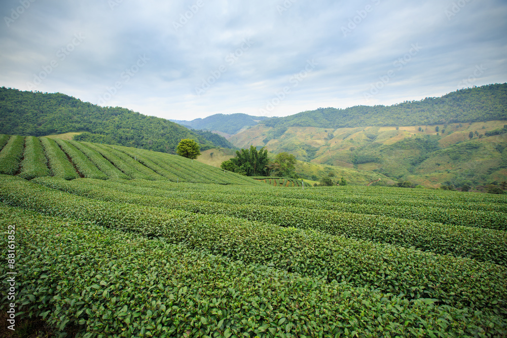 Tea plantation landscape with blue sky background at 101 Tea,Nor