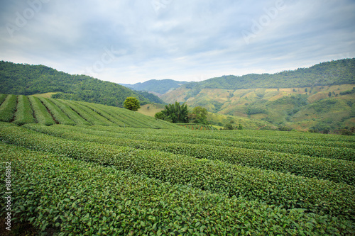 Bild auf Leinwand Tea plantation landscape with blue sky background at 101 Tea,Nor