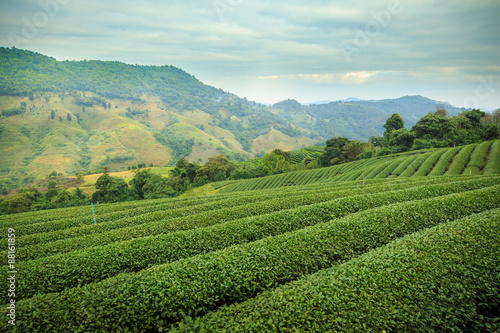 Green tea farm with blue sky background
