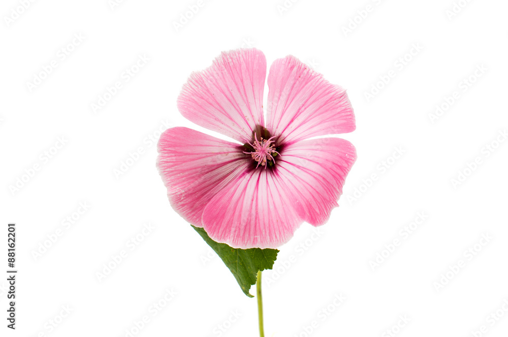 delicate pink flowers delicate pink flowers