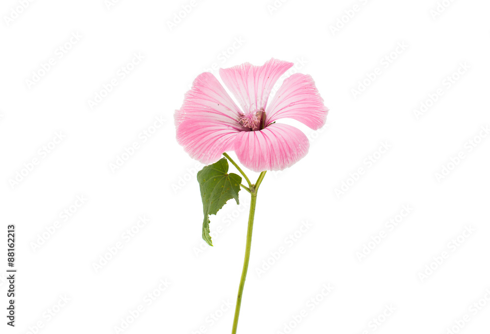 delicate pink flowers delicate pink flowers