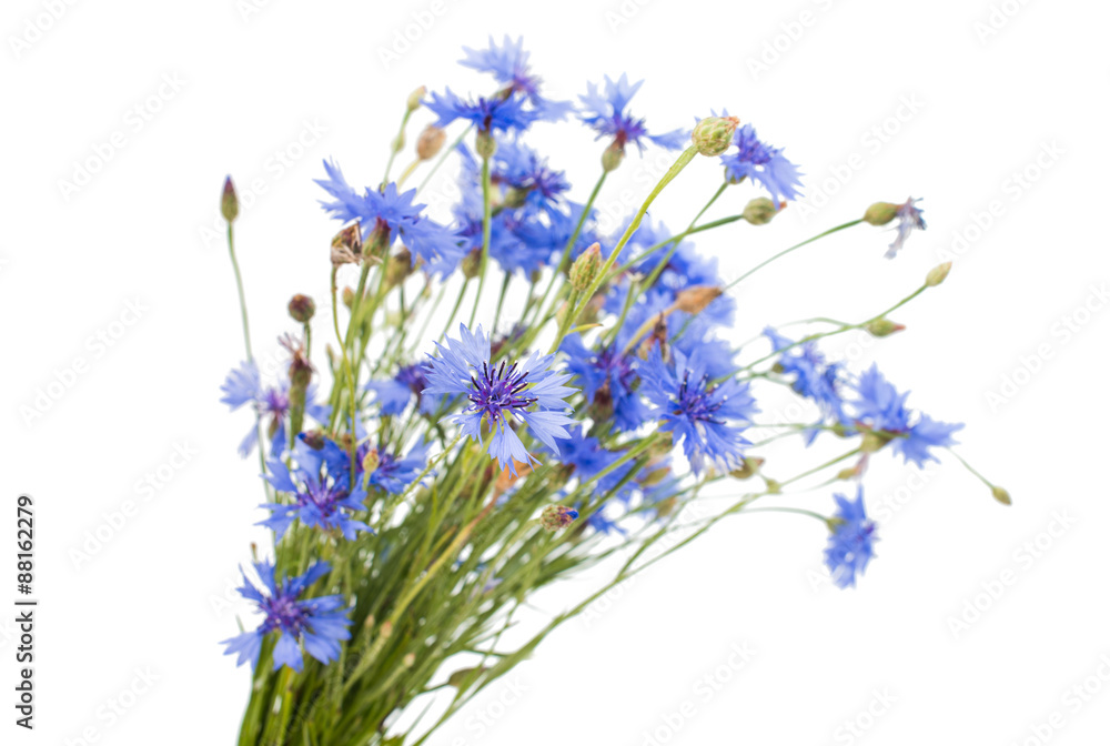 Fototapeta premium bouquet of cornflowers