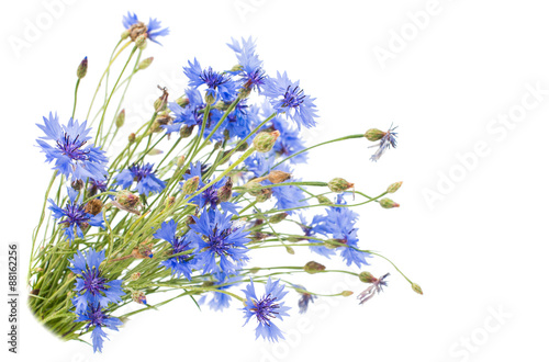 bouquet of cornflowers