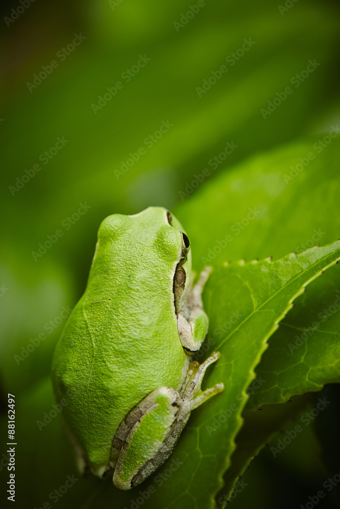 Naklejka premium Frog 