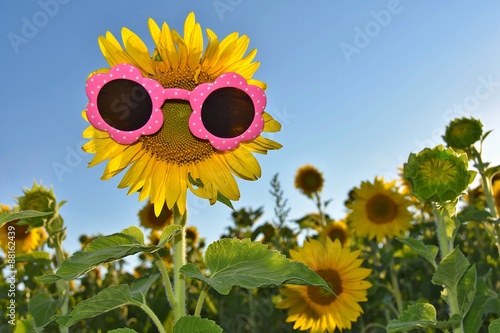 Fototapeta Naklejka Na Ścianę i Meble -  sunglasses on a sunflower in a field of sunflowers