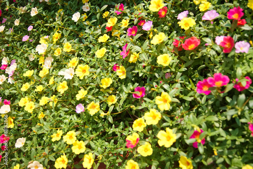 赤と黄色のポーチュラカの花畑