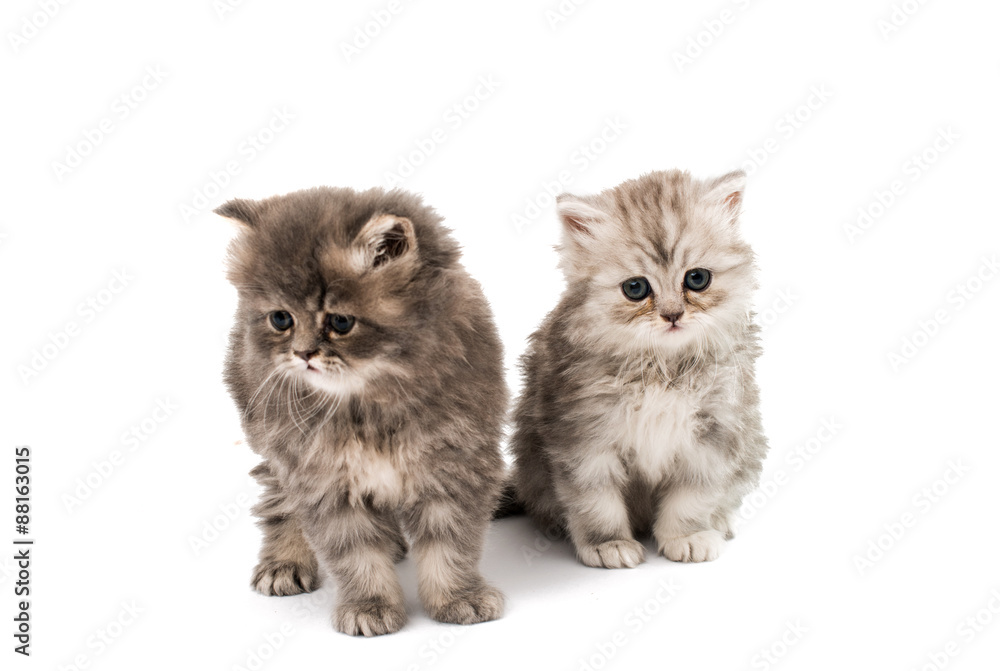 beautiful fluffy little kittens beautiful fluffy little kittens