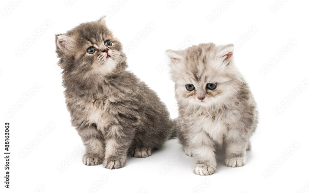 beautiful fluffy little kittens