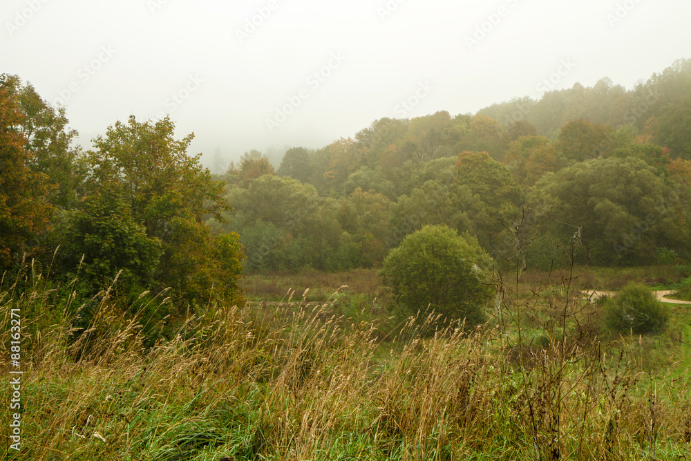 Fototapeta premium forest in the early morning