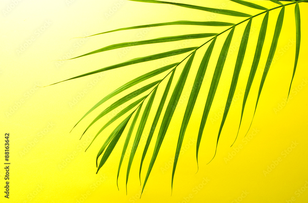 Obraz premium アレカヤシ