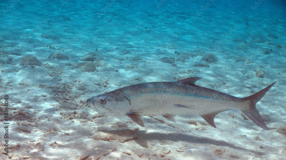 Fototapeta premium Tarpon with remora in Bonaire