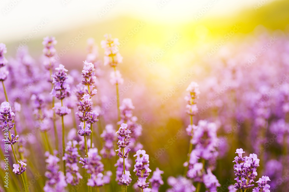 Lavender Lavender