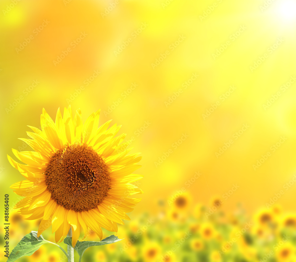 Fototapeta premium Bright sunflowers on yellow background