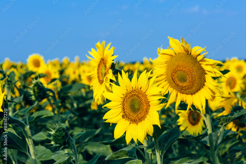 Sunflowers field over cloudy blue sky