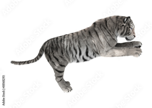 Fototapeta Naklejka Na Ścianę i Meble -  White Tiger