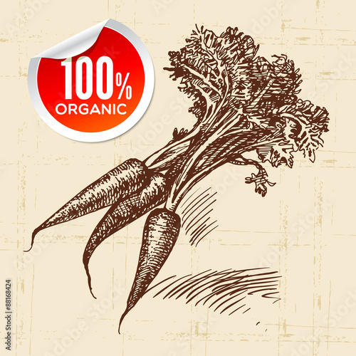 Hand drawn sketch vegetable carrots. Eco food background