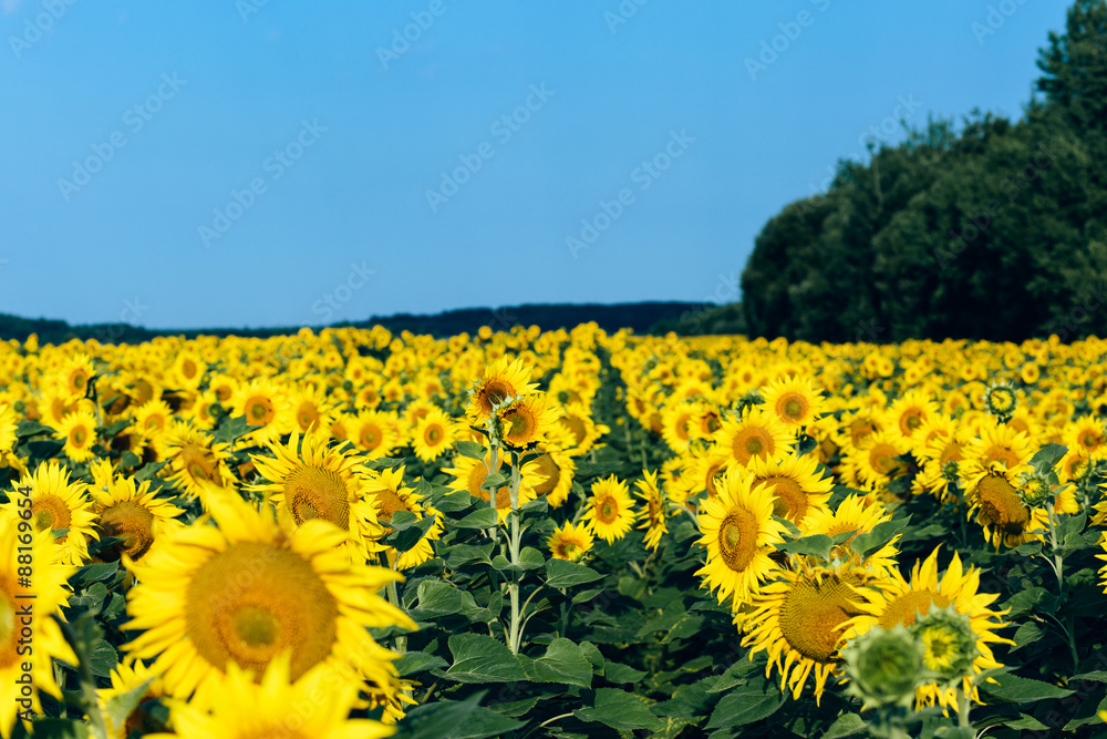 Obraz premium Sunflowers field over cloudy blue sky