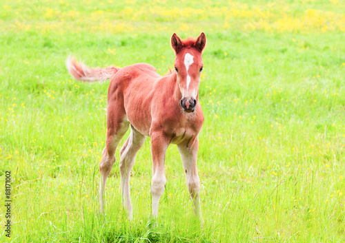 The little foal in the meadow