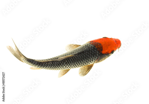 Koi fish isolated on white background photo