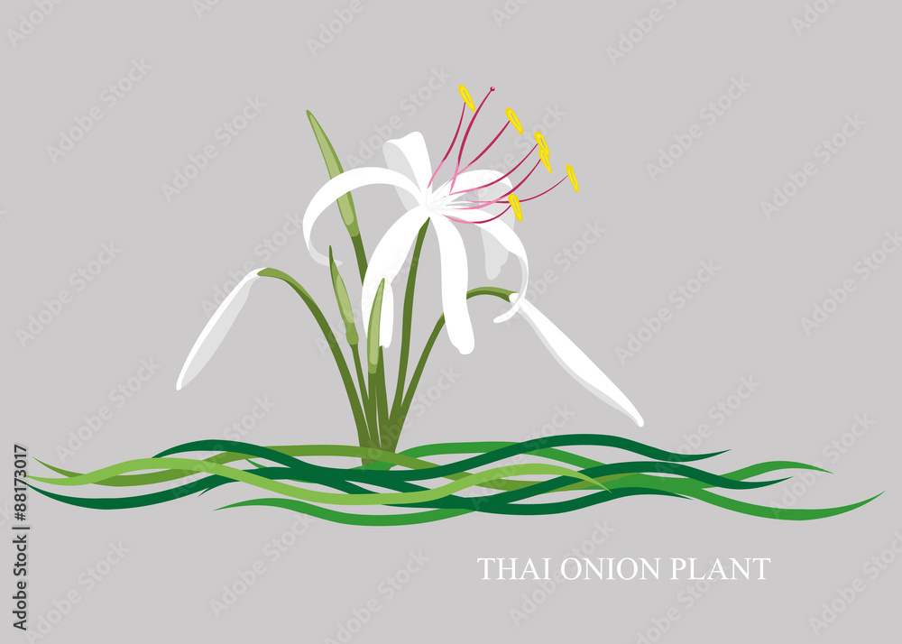 Fototapeta premium White Crinum, Onion plant, Thai onion plant (Crinum Thaianum).
