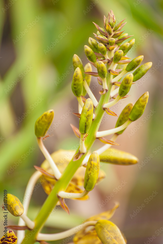 Bud orchid flower