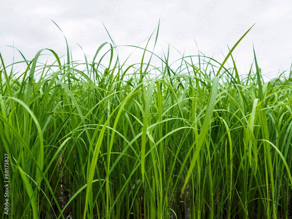Obraz premium Rice plant in side veiw