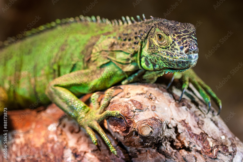 Fototapeta premium Green iguana (Iguana iguana)