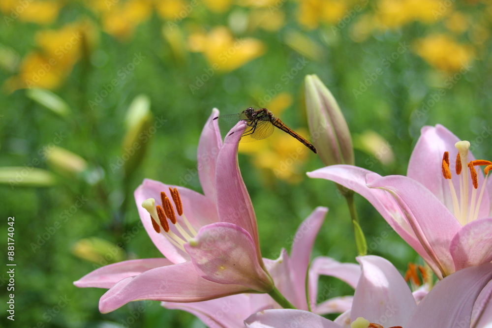 ユリの花とトンボ ユリの花とトンボ