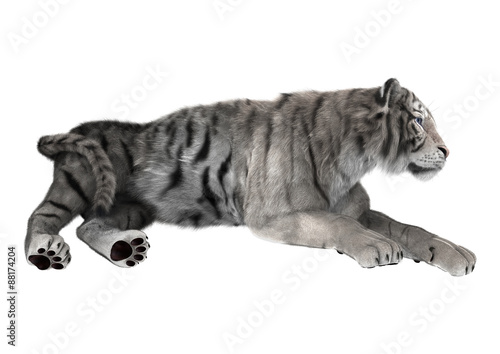 Fototapeta Naklejka Na Ścianę i Meble -  White Tiger